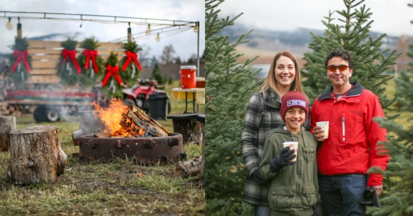 Kelowna Christmas tree farm opens for the season