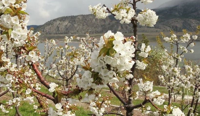 </who>Cherry blossoms in Osoyoos.