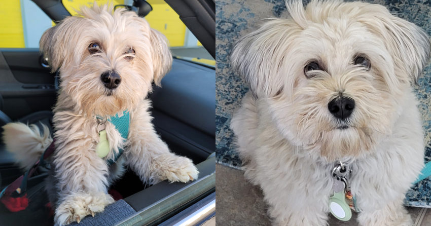 Furever Home Finder: Cookie