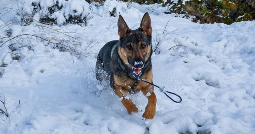 PHOTOS: Woof Wednesday Vol.6