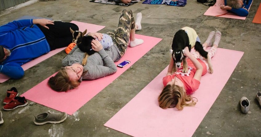 Baby goats and downward dog