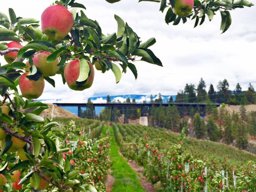 BC Tree Fruits announces expansion plans