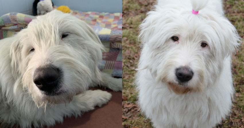 Furever Home Finder: Georgia