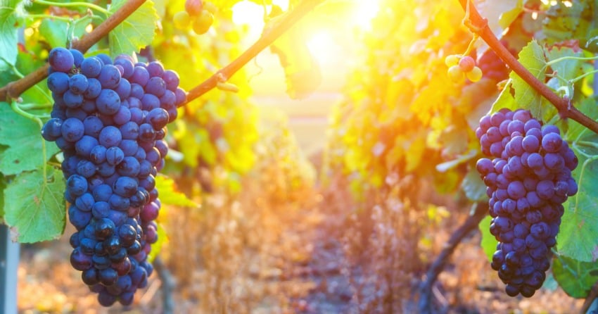 Vegan B.C. wines