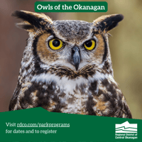 Owls of the Okanagan
