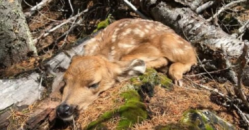 <who> Photo Credit: TJ Gooliath, wildlife biologist, Penticton