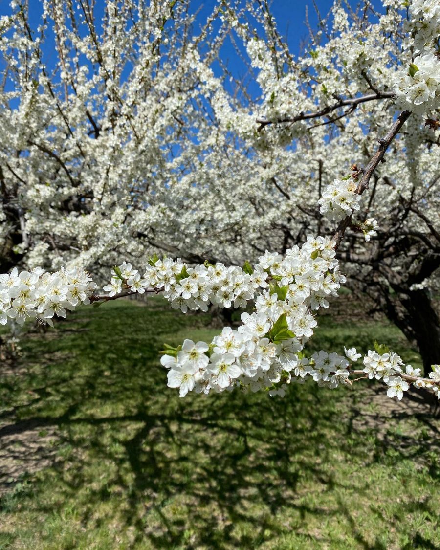 </who>An acre of 2,200 fruit trees has an average of 440,000 blossoms.