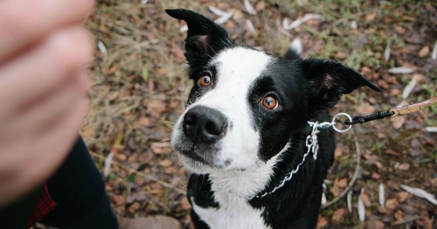 Surprising foods your dog should avoid