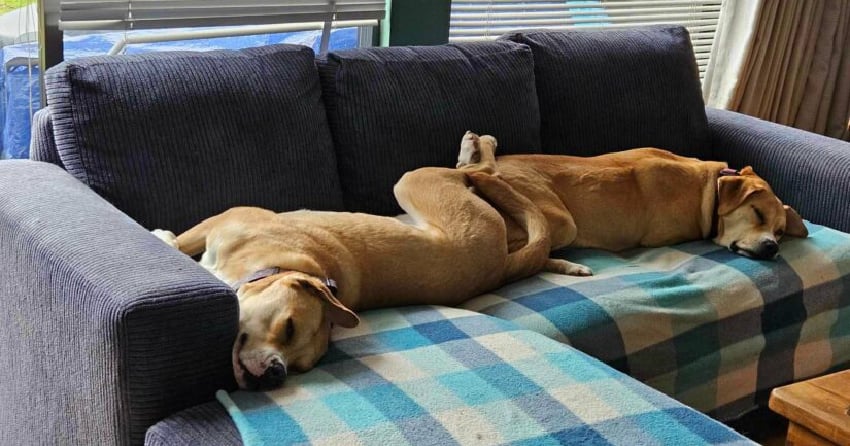 Pair of emaciated dogs rescued from BC Interior find forever home
