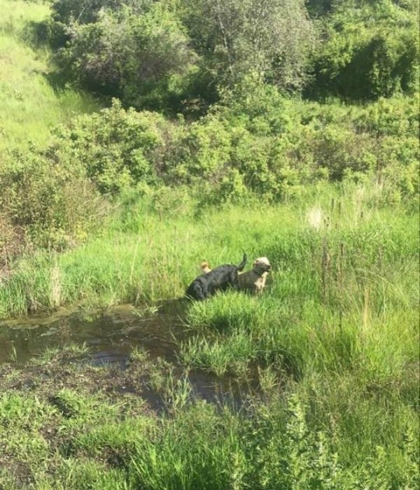 <who>Photo credit: Kyla Nelson</who> A swampy area along the trail where the wolf first appeared. 