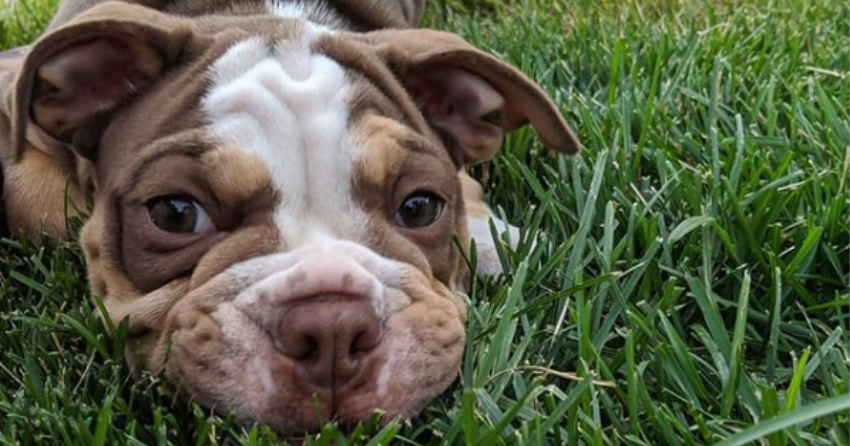 PHOTOS: Woof Wednesday in Kamloops Vol.24