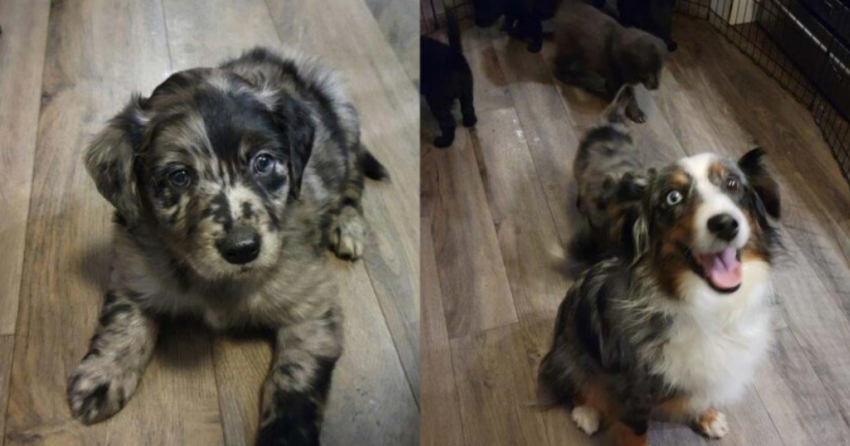All eight dogs will be available for adoption soon