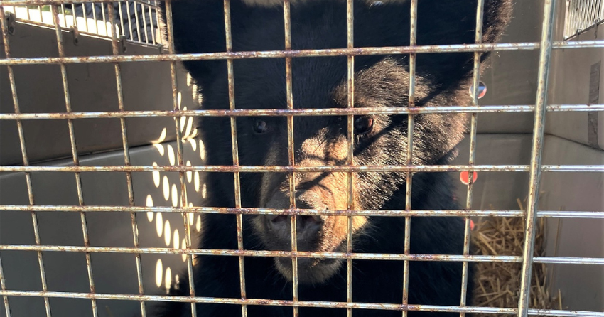 BC conservation officers rescue another bear cub from Shuswap wildfire