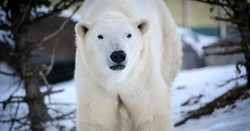 <who> Photo credit: 123RF </who> A file image of a polar bear.