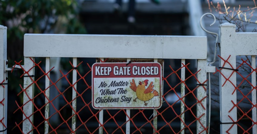 BC backyard chickens practise social distancing from wild birds amid ...