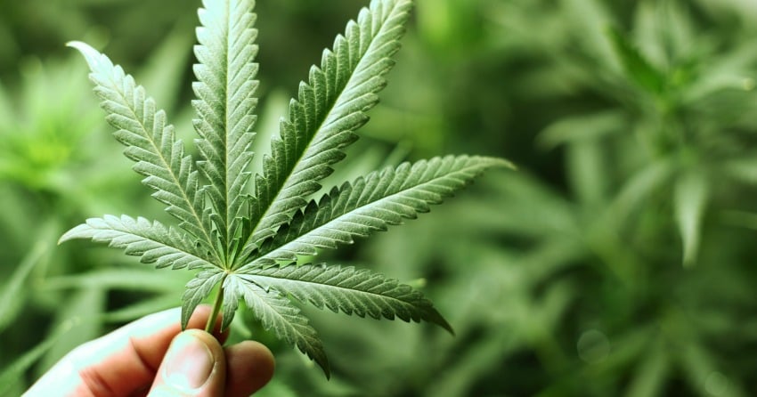 Penticton RCMP arrested a man at an Okanagan Falls marijuana dispensary on Wednesday. It's believed the man was Jukka Laurio, who agreed to pay a fine of $15,000 to the City of Penticton for his role in an ongoing legal action relating to a dispensary he operated in Penticton.