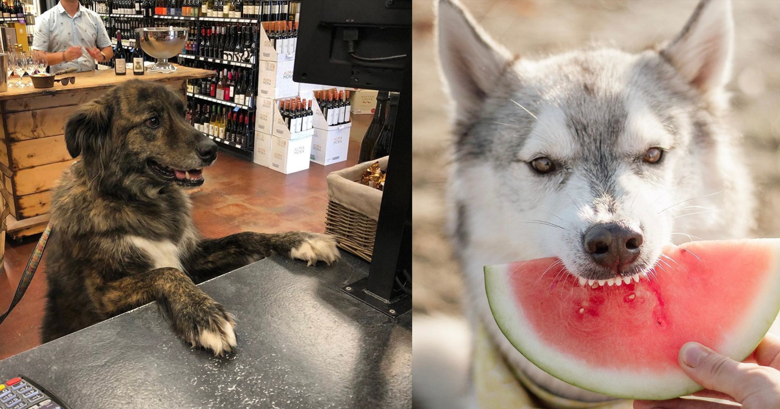 Woof Wednesday Vol. 34