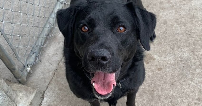 Furever Home Finder: Annie
