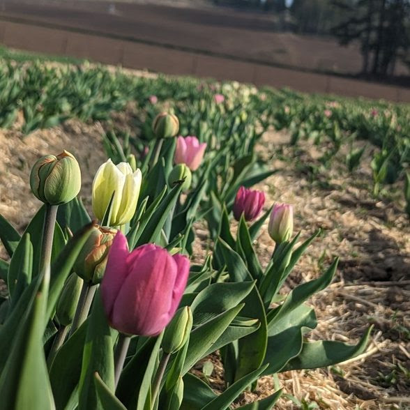 <who> Photo Contributed </who> Tulips picked on May 1
