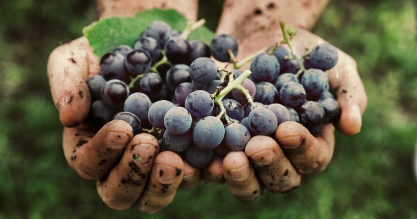 Have you ever tasted wine with any of these faults?