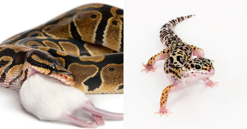 Deadly salmonella outbreaks linked to geckos, snakes and rodents ...
