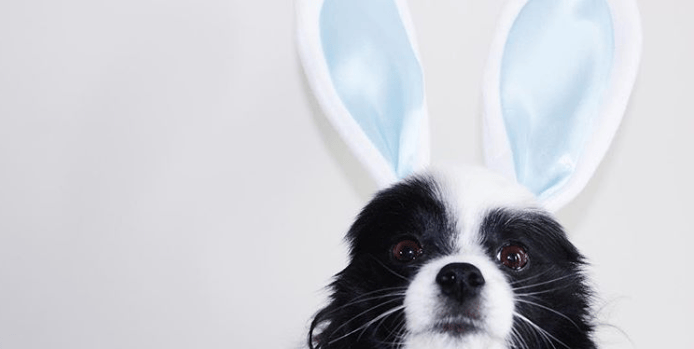 PHOTOS: Woof Wednesday Vol.17