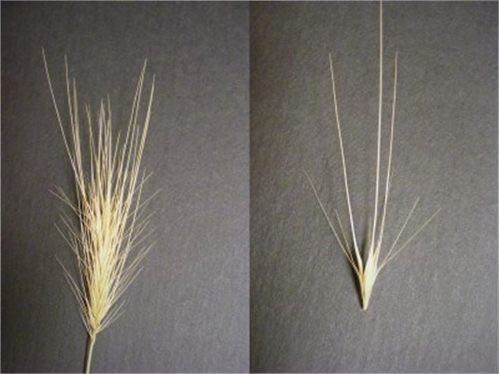 </who>Spear grass has seeded barbs.