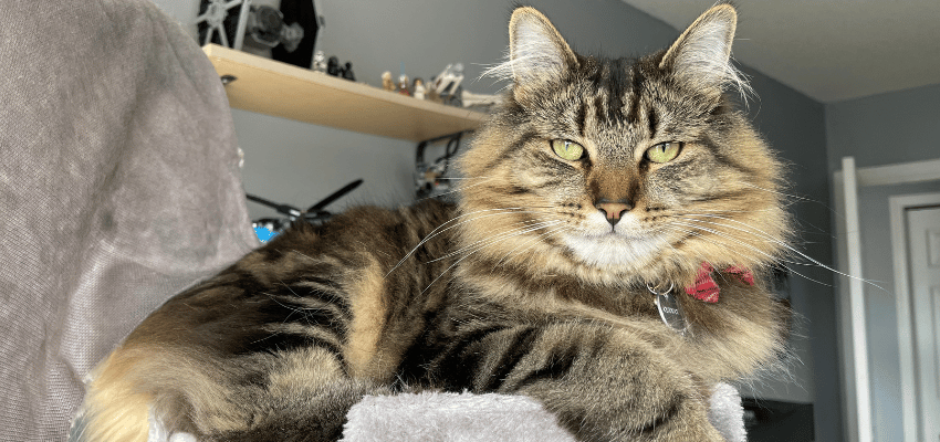Say Hello to Chewbacca the latest Pet of the Week 🐈