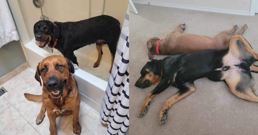 Furever Home Finder: King and Kong