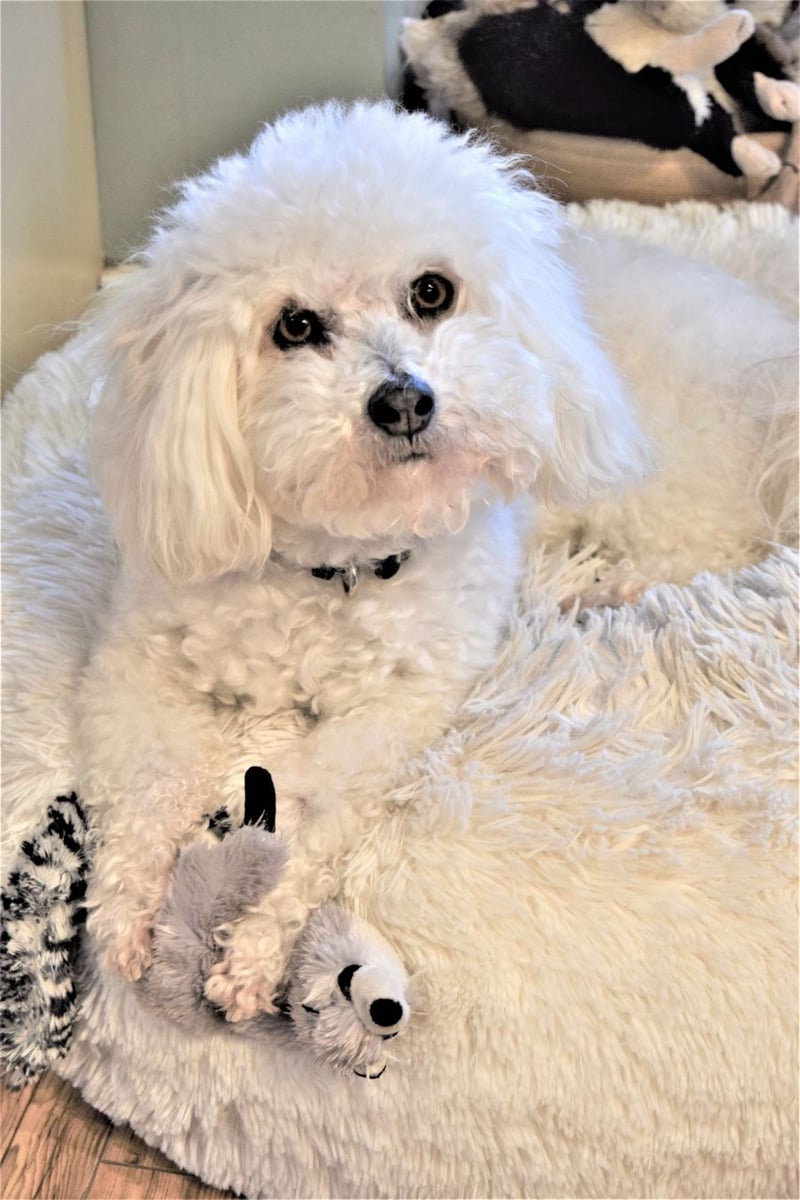 </who>Reporter Steve MacNaull's dog, Benji, got into some spear grass on the weekend and has to be sedated at the veterinarian's for the barb to be taken out of his ear.