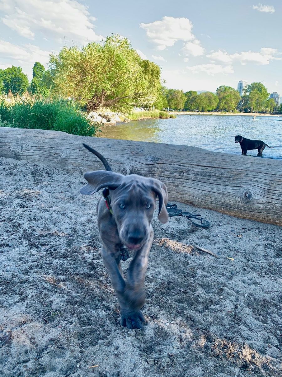 <who> Toby at Poplar Point Off-Leash Dog Beach </who>