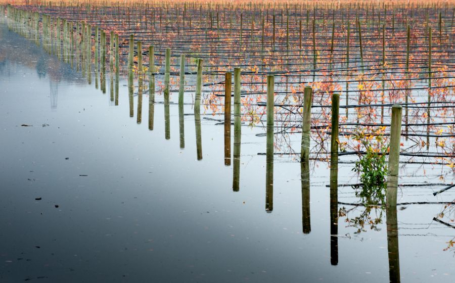 <who>Photo Credit: Getty Images</who>A flooded blueberry farm in Abbotsford