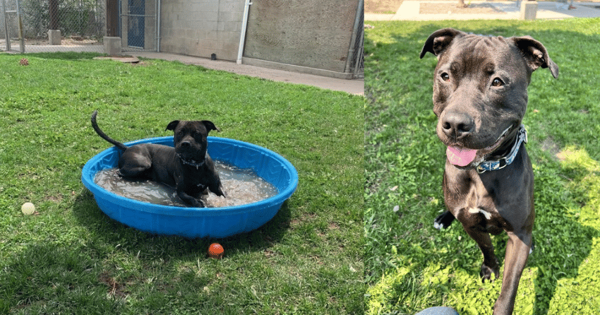 Furever Home Finder: Alexander