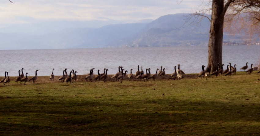 Kelowna weather: Gloomy, cold, flurries later