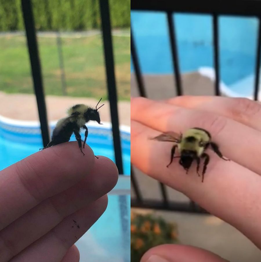 Sweeter than honey: Local woman bonds with wingless bee