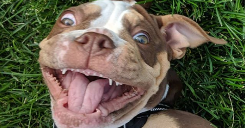 PHOTOS: Woof Wednesday in Kamloops Vol.26
