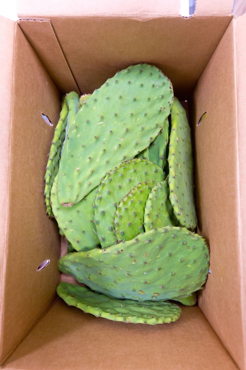 <who>Photo Credit: NowMedia</who> Have a hankering for cactus?