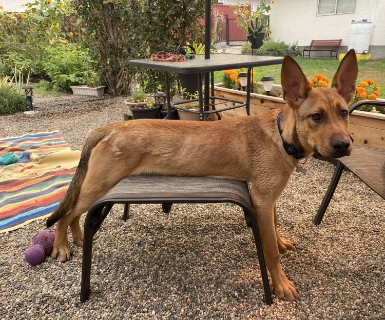 Furever Home Finder: Tomas 