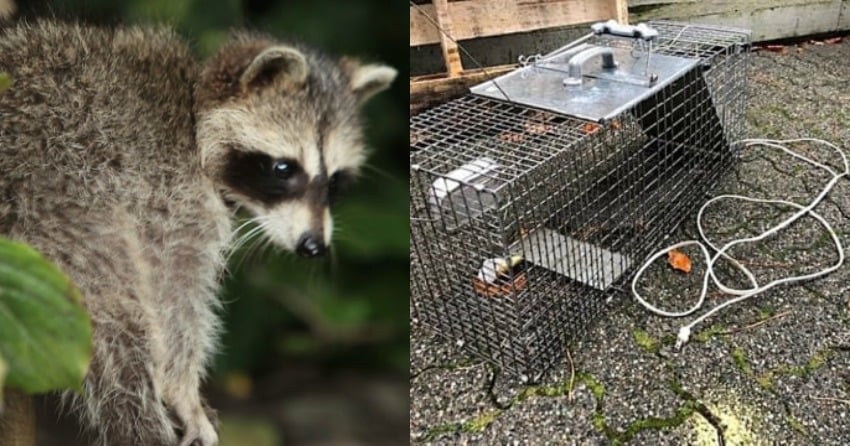 SPCA issues warning after B.C. resident makes DIY electrified raccoon trap