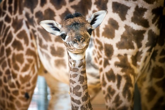 Photo Credit: Houston Zoo website. 