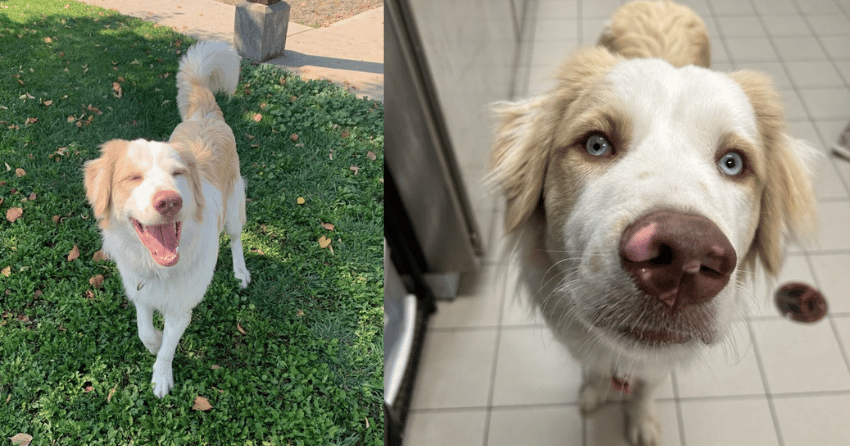Furever Home Finder: Oakley
