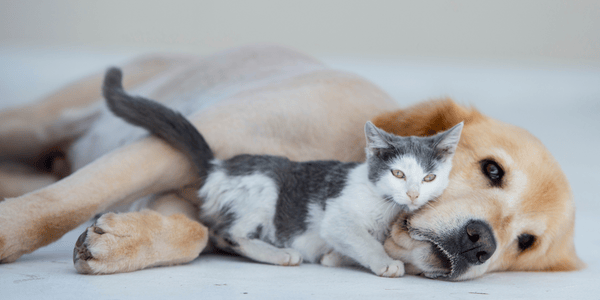 The Animal Food Bank is raising funds for Kelowna pets in need