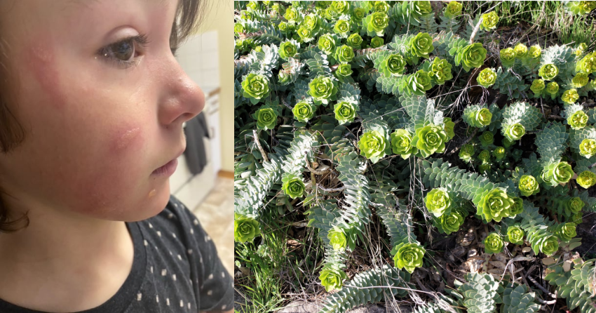 Highly toxic plant blooming in the Okanagan