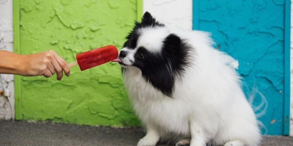 PHOTOS: Woof Wednesday Vol.20
