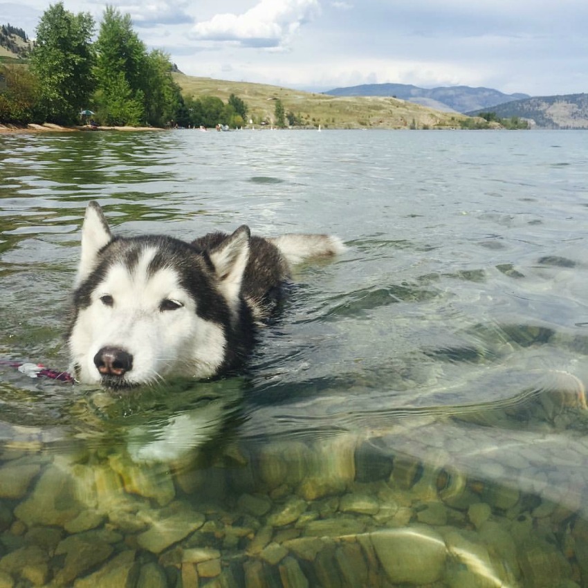 <who>Photo Credit: Fairfield Animal Hospital</who>