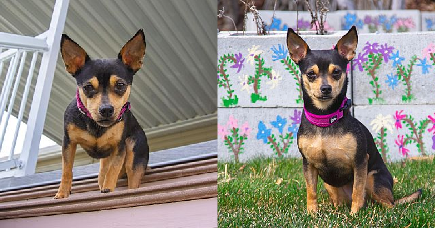 Furever Home Finder: Rosie Posey