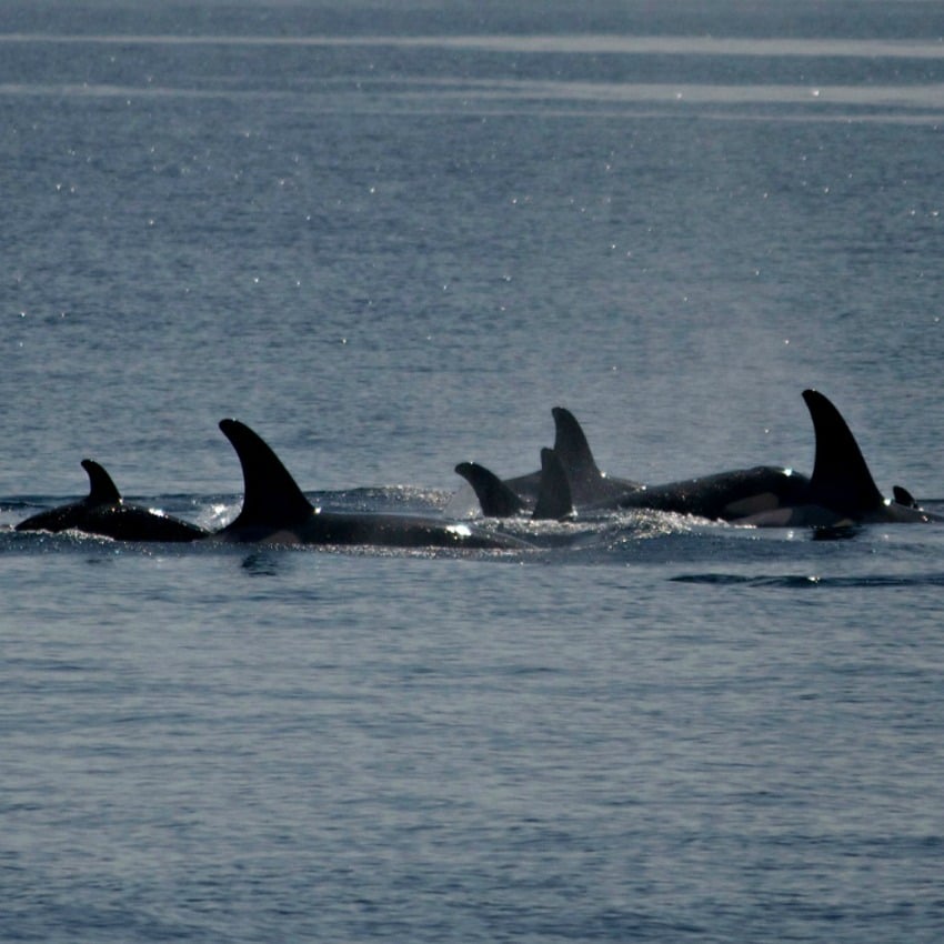 Wild orcas near B.C. are going extinct