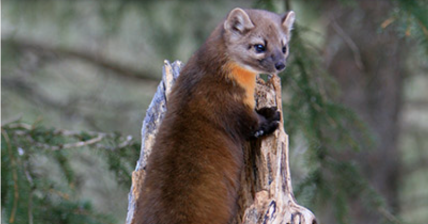 <who> Photo Credit: Courtesy of Habitat Conservation Trust Foundation</who> American Marten