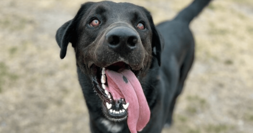 Furever Home Finder: Nathan