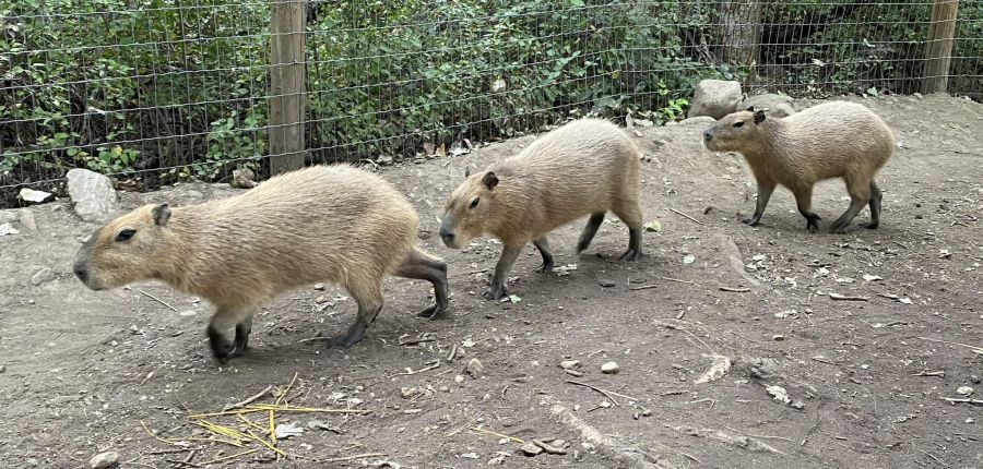 <who>Kangaroo Creek Farm 